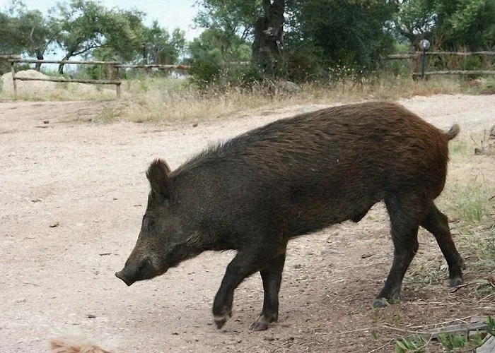 Ecoparco Neulè Dorgali