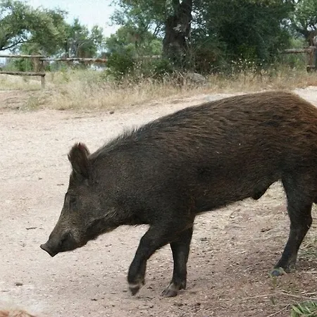 Ecoparco Neulè Dorgali
